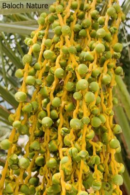 Raw palm date
Papok
ادا مچ نوک پپُک انت ۔ چونایا پپُک کمے مستر بیت گڈا آ ورگ کرز ات ۔ بلے آئیے سے وڑ  بنت ۔ چوش کہ زبک، آرترونگ ءُ ناہ زبک ءَ ورگ وش نہ انت آرترونگ دپ بُریت باز وش ءُ تامدار انت ۔ ناہ بلے پپُکے ناہ ہم وش انت پپُک ءِ ناہ ناسی رنگ بیت ۔ 

