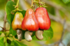 Cashew_fruit.png