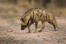 Hyena 
Haptar
ہپتار بلوچستان ءِ رستراں چہ یکے 
ہپتار بلوچستان ءَ زمانگ ءَ باز بوتگ بلے مرچاں باز کم انت ءُ لہتیں جاگہاں است انت ۔ ہمک جاگہاں نیست انت ۔ اے چونایا یوروپ ءُ ایشیا جنگلاں باز انت ۔ افریکہ ہم باز است اے کچک ءِ زاتیں رستر ءِ ۔ گوش انت کہ مکران ءَ اشیا ھر باز وارتگ انت ۔ ھر ءُ ہپتارے کسّہ ہم باز انت

