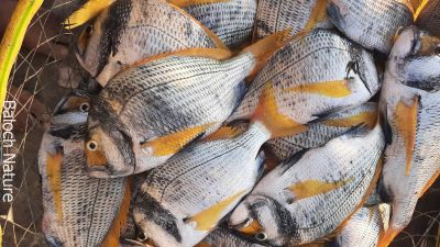 Captain's Daughter seabream
Banoor

اے ڈولداریں ماھیگ ءِ بانور گوش انت ۔ ءُ عربی اشیا '' بنت ملاح ' 'گوش انت ۔ اے وشیں تامداریں ماھیگ ۔
