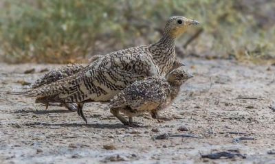 Chestnut-bellied Sandgrouse

Lekerik o Choro
لکرک ءُ چرو
لکرک یک میانی بالی مرگے کہ نیم کیلو آیے تور انت - بلوچستان ء ڈلپادیں ریکپادیں او بندگاہاں ترّ و تاب کنت - لکرک روچے یک رندے آپ کنت ، زمستان ء سہبے 10 چی 11 بلے گرماگ ء سہب ءِ 9 چہ 10 ء کوراں شیپاں بندگاہانی کابیلاں آپ کنت - آپ ء روگے وھدا ایشانی یک ٹولی یکجاہ بیت او آپ کنگا روت - آواز ہم دےان انت - لکرک ڈولداریں مرگے
