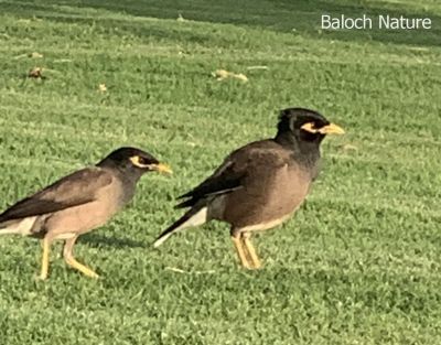 Myna
Golo

گولو بلوچستان ء جہمنندیں با لی مُرگ ء - سکّیں ہُژاریں مرگے - گرماگ ء درگتا مچکدگ ء زمستان ء گیشتر بازارا گردیت - گولو چہ اپسانشدوک رند شور کنوکیں مُرگ انت
بلوچاں گشتگ
من گراگ سیاہ اُو گولو کمبرا دستگ

