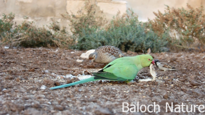 Francolin and Parrot
Kapinjar o Mitto
کپینجر ءُ مٹو دو بالی مرگ انت بلے ایشانی نند ءُ نیاد جتا جتا انت ۔ کپینجر گیشتر میدانی ھند ءُ دمگاں نند ءُ نیاد کنت بلے مٹو گیشتر بازاری مُرگ انت اے گیشتر مزن آبادیں شہراں زند گوازین انت ۔ بلے ادا دویں یک جاہ انت ءُ تپاک ان ت۔ 
