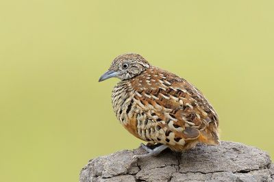 Common Quail
Brinji nikol o wapsi 

برنجی نکول ء بلوچی باز نام است ۔ لہتیں جاہاں ایشاں وپسی ءُ ماشی نکول گوش انت باز جاہاں ایشاں بٹیر ہم گوش انت ۔ اے زمستان ء مدام گلہانی توک ء بیت گرماگ کڈب ءُ اسپُستانی تہا ٹپیت ۔ بلے وھدیکہ گلہ رون ءُ موش بنت ٹپگ ء جاگہ نہ بیت اے کورانی چپ ءُ چاگرد ٹُپ انت ءُ پہ وت وراکی درگیج انت ۔
