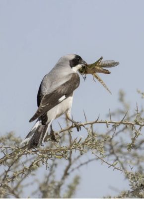 Steppe Grey Shrike
Naryanch o Nagranch
نریانچ یا نگرانچ یک جہمنندیں بالی مُرگ ءِ، اے مدام ترا جنگلاں دست کپیت اے گیشتر دگر مُرگانی پڈاں چہ کدو ءَ کش ات ءُ وارت ۔ ہمے وڑا کیپُک، کرم کٹگ کڈوک ءُ میزوک ہم شکار کنت ۔ بلے ادا اشیا یک کٹگے شکار کتگ ۔ 
