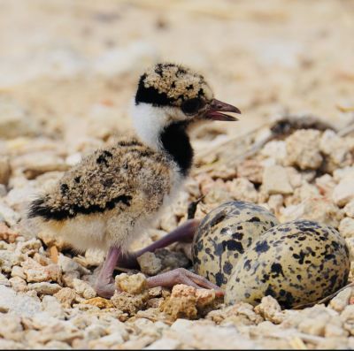 Red wattled lapwing chick and egg
Titi E padd o eak

ٹی ٹی بلوچستان ءِ کور و زیدانی زیمُر بگوشیت رد نہ انت چیا کہ ٹی ٹی وھدے الہان کنت تانسریں جاہاں سرا زوریت ءُ ہر کسی دلگوش ءَ وتی نیمگ ءَ گور کنائین ات ، ٹی ٹی بلوچستان جہمنندیں بالی مُرگاں چہ یک ءِ اے ترا مدام بلوچستان ءِ جنگلاں تیاب دپاں ہم دست کپیت ۔ بلے اے ٹی ٹی ءِ کسانیں پڈ انت ۔
