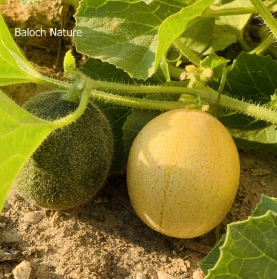 Cucumis melo
Chibit

چبٹ تیجگانی ذات ء گون سیادی کنت -چونایا چبٹ نہ کش انت بلے تیجگے توم ء کش انت تیجگے نزوریں و لاگریں توم رودنت و چبٹ پر کن انت - چبٹ چو تیجگ ء شیرکن و تامدار انت - بلے کسان انت - چبٹ وھدیکہ پُھتہ بیت گڈا وت چا ولّ ء سدیت جدا بیت - وھدیکہ سال آباد بہ بیت گڈا دشت ء چبٹ باز بیت - چمیشکہ نام کپتگ کہ دشتی چبٹ وار
