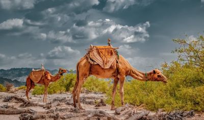 Camel 
Hoshter
ہشتر
ہشتر بلوچستان ءِ کوھانی زینت انت ۔ بلے ہمے کوھانی توک ءِ کارو بار وراک ءُ ازبابانی اد  ءُ  اود کنوک بوتگ انت ۔ بلوچستان اے ٹرانپورٹیشن ءِ یک ٹوہیں بر ءُ آروک بوتگ انت ۔ انگتہ ہم باز ھند ءُ دمگ ہُشتراں کار مرز کنگا انت ۔ 
اکس واجہ آفتاب امجد


