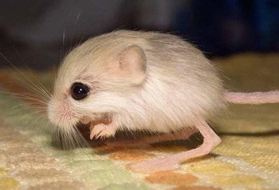 Balochistan pygmy jerboa
Balochistan e kangro
بلوچستان ءِ کسانکیں ءُ پٹکیں  سے لنکگی جربو بزان کانگرو باز کسان ءُ پٹک انت ۔ آئیے سنٹ ء بگر تا جاں دراجی 4.3 سنٹی میٹر انت ۔ آئیے لٹیک 8 سنٹیمٹر انت اے نسل بلوچستان ءُ افغانستان است انت ۔ اے بلے اولی رند ءَ بلوچستان درگیجگ بوتگ چمیشکا اشیا بلوچستان نام داتگ ۔ گونڈیں بالاد ے اے وتارا وتی دویں پادانی سرا سٹوک کنت ءُ چہ دشمناں وتار رکین ات ۔ اے وتارا گرمیں ریگستان ءُ ہُشکاوگیں جاہاں زند گوازین انت اے گیشتر وت رودیں درچکانی بر ءُ تاکاں وارت ۔ ایشان گیشتر گریں مار، گوج ءُ پیشی شکار کن انت ۔ 
