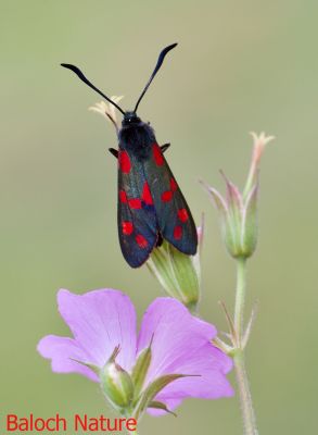 Burnet Moth
Pato
پاتُو
پاتو چونایا دگنیاہا سک باز انت بلے اے پاتو باز ڈولداریں پاتواں چے یک ات ۔  شما اے پاتوے باروا چے گوشے بلے من اشیے اکس وت کش اتگ۔ 
