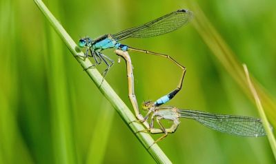 Damselfly
Baragin Perrik


بارگیں پرک چونایا پرکے زات ءُ نسب انت ۔ بلے اے چرایا بارگ تر انت ۔ اے بلوچستان باز کم انت ۔ بلے اے است ءُ موجود انت ۔
