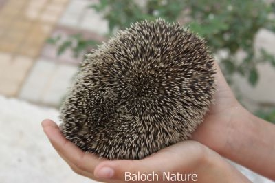 Hedgehog
Dajok

دجوک یک کسانیں شیری ساہ دار ے - بلوچستان ء پراہ و شاھگانیں ھند و دمگاں دست کپیت - دجوک چو سیکُن ء وڈین ساہدارے بلے جون او قدے کسان انت - داجوکے پُشتی نیمگ شپکیں کنٹگ انت - وھدے کہ رسترے اگاں آیے شکار کنگ بلوٹ ات گڈا وتی سر او پاداں یک جاہ ملونگ کنت وتارا ڈک کنت - انچو مالوم بیت کہ چپ چاگردا کنٹگ بیت او ہیر بیت گڈا رستر وارت نا کناں - اے شپکیں کُنٹگ آیے امان انت - کسانیں چُک دجوک ء لوہیگے آپاں تہا ایر کن انت - داجوک پوستا درکیت او اوژناگ کنت -۔ دجوک ادا دستانی دلا انت 
