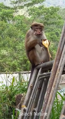 Monkey
Shadi o Shado
شادی انسان گونگیں رستر ات اے گیشتر جنگلاں زند گوازین انت بلے مرچاں اے شہرانی توک ءَ ہم نند و نیاد کنگان انت ادا اے شادو ءَ سری لنکا شہرانی تہا یک نندوکیں شادوا یک گونڈوے دستے موز پچ گپتگ ءُ نوش جان کنگان انت بزاں موز ءَ وراگان انت ۔
