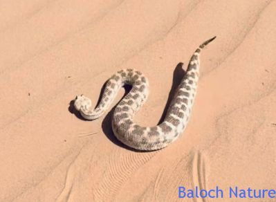 Viper Snake
Garr

گر یک سکیں تُرسناکیں مارے ۔ گرے بلوچستان نزے دہ چہ پانزدہ زات است انت بلے ہُمک ھنداں ایشانی نام دگر انت ۔ چوش کہ 1 جیل، 2 لُک، 3 کانٹی، بلے دگہ ہم باز انت ۔
