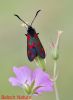 Burnet_Moth.jpg