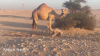 camel_calf.png