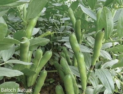 Vicia faba or Faba bean
Bakalaink
باکلینک ادا کوسرک انت 
بانکلینک بلوچانی کوھنیں کشارے، باز نازرکیں پسل ء 5 فٹ ء برز بیت - اشیا نومبرا کش انت او مارچ ء گڈسرا موش کن انت - بانکلینک نازرکیں کوسرکاں نارُشت کن انت وھدے ھشک بنت گڈا اشیا ڈلوک ء سرا ڈل انت او نارُشت کن انت - او آمین ء درگتا کوّل کن انت ناہے گونا ورنتے اے ھمک ّوھدا کار دنت -۔
ادا باکلینک نوک کش انت ۔

