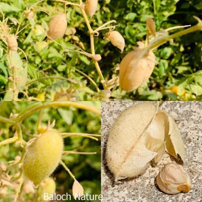 Chickpea
Kaboli chana
مئے ھند و  دماگاں اشیا گیشتر کابُلی چنا گُش انت ۔ 
