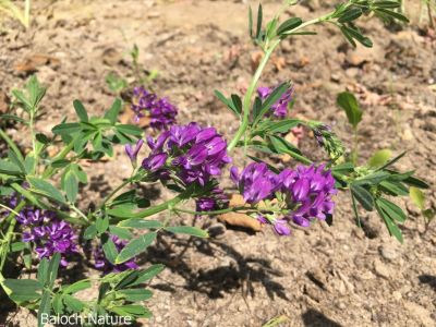 Alfalfa, Medicago sativaa
Espost Pol

اِسپوست کسانیں کاہے کہ کد ءِ 3 فٹ بوت کنت ۔ اسپوست رُدگ ءَ باز دیر کنت، بلے اولی رند ءَ رُونگ ءَ رند پدا زوت رودیت ۔ چین ءَ 1500 سال پیشتر اسپوست پہ تہلگ کار مرز کتگ ۔ اسپوست چاز سال ءَ بگر تاں ہشت سال ءَ کاہ دنت ، بلے اگاں اسپوست ءَ جاگہ وش بہ بیت ءُ ءُ بیست سال ہم زندگ بوت کنت ۔ اسپوست ءَ باز زات انت بلوچستان ءَ جموں رنگ ءِ پُل ءِ اسپوست کارمرز کن انت بلے دریں ملکاں زرد پُل ءپ گلابی پُل ءُ دگہ بازیں زات ءِ اسپوست است ۔ اسپوست ہما کاہ انت کہ اشیا دُراہیں دلوت ورانت ءِ ۔ اسپوست ہما کاہ انت کے

