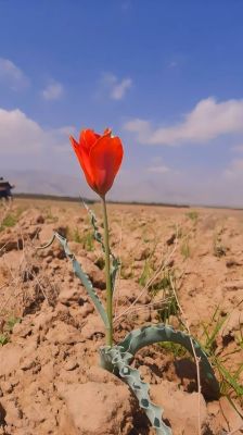Tulip
Gwadag

گواڈگ بلوچستان گوریچانی ھند ُ دمگاں زمستان رودیت ۔ اے دگنیائے ڈولدار تریں پُل انت اشیے باز رنگ انت ۔اے پُل دگنیا ء گیشتر بہا بوکیں پُل انت بلے بلوچستان تنیگا اے پُل ء کاروبار کت نہ کنت ۔ ہمے زانگ بیت کہ گواڈگ بلوچستان یک جنگلی پُل ء ۔
