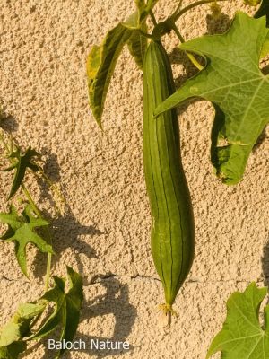 Luffa
Tori

توری یک سبزی زانگ بیت، بلے بلوچستان ء سبزی نہ انت - بلے مرچی باندا بلوچستان ء گیشتر مردم وتی باگاں کش انت ء- توری گیشتر پہ نارُشت کارمرز بیت - توری نارُشت باز تامدار انت - وھدے کہ توری پیر بیت گڈا پُونس بیت - پونس ء چہ مردم زورنت رزارن شودنت پر او جان ہم 

