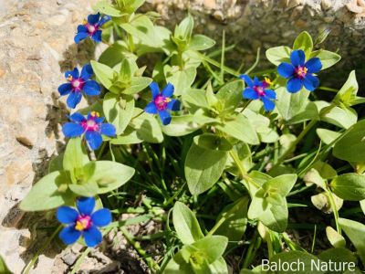 Anagallis Arvensis
Pollako

پُلّکو
اے کسانیں وت رودیں کاہے کہہ بہارگاہ ء وھدا ما کشارانی تہا رودیت - اے سُہرین و سبزیں کسانیں ڈولداریں پُل پر کنت
