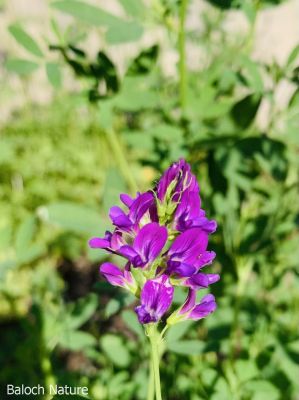 Alfalfa, Medicago sativaa
Espost Pol 

اِسپوست کسانیں کاہے کہ کد ءِ 3 فٹ بوت کنت ۔ اسپوست رُدگ ءَ باز دیر کنت، بلے اولی رند ءَ رُونگ ءَ رند پدا زوت رودیت ۔ چین ءَ 1500 سال پیشتر اسپوست پہ تہلگ کار مرز کتگ ۔ اسپوست چاز سال ءَ بگر تاں ہشت سال ءَ کاہ دنت ، بلے اگاں اسپوست ءَ جاگہ وش بہ بیت ءُ ءُ بیست سال ہم زندگ بوت کنت ۔ اسپوست ءَ باز زات انت بلوچستان ءَ جموں رنگ ءِ پُل ءِ اسپوست کارمرز کن انت بلے دریں ملکاں زرد پُل ءپ گلابی پُل ءُ دگہ بازیں زات ءِ اسپوست است ۔ اسپوست ہما کاہ انت کہ اشیا دُراہیں دلوت ورانت ءِ ۔ اسپوست ہما کاہ انت کے 
