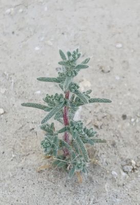 Salsola vermiculata
Pozho

پُژو
اے کسنیں بوٹگے - وھدے کسان بیت گڈا اشیے کاھُک جوڑ کن انت - کسان بیت دلوت ہم چرانت بلے مزن او پیر بیت ایوکا اُشتر ے چریت -۔

