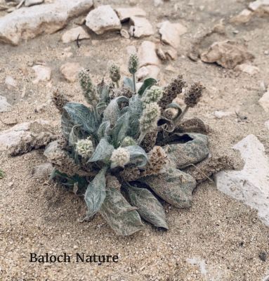 Plantago boissier  [Isphagula]

Danichk
دانیچک کسانیں کاہ ء ماں بہارگاہء رودیت - اے درمانیں کاہے کہ پہ درمان ء ھاچت ء کارمرز کن انت ء - وھدے زمانگ ء دانیچکے دانگ ہورت ہورتا ساتگ انت آپ ء گونا تر کتگ انت و جنیناں وتی رستگیں سرا جتگ انت کہ دو دو ہپتگا سرے موداں رندگ نا لوٹتگ - بلے مرچاں اسپاگول نام ء سرا لاپ ء ریچگ و بند کنگے واستا کارمرز کن انت - کولسٹرول ء بیمار اگاں ہمک روچ دانیچک کارمرز بکنت آہے
