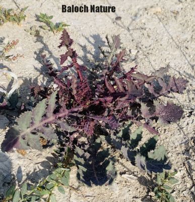 Sonchus oleraceus

کلمُو
Kalamo

کلمُو نومبر تاں اپریل ء درگت ء رودیت - دو چہ سے فٹ ء کساس ء برز بیت - ذردیں ڈولداریں پُل پر کنت - تاک دراج و کمء پتن و زبر انت - تاکے برّگ پروشگ ء وھدا اسپیتیں شیرگ درکنت - اشیا ھندی ء دودھنی گوشنت - وھد ء کسان و نازرک بیت کاہکانی توک ء کن انت و گرادنت - اشیے کُنٹ بارگ و تہ ء چو کلم ء وڈا پچ انت چمیشکا کلمو ء گوشنت ادا کلمو رون انت بزاں دانگ انت ۔ بلے ہنے دانگ یک یک ءَ بال کن انت اے وھدءَ کلوے پُل کہ زرد بوتگ نوں ہنے پُل ء وڈا انت بلے اسپیت انت۔ کسانیں بارگیں آبریشم وڑیں پژم ءِ پر کہ اشیے دانگ ءَ بال کنگ ءَکُمک کن انت۔
