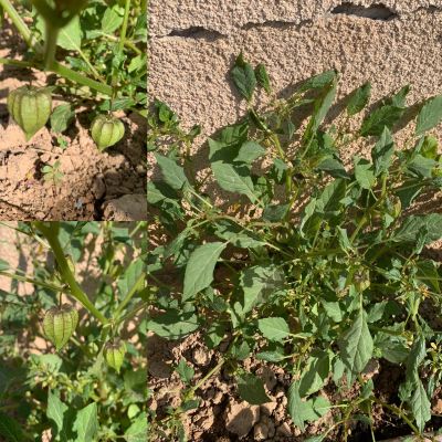 Physalis
Kohi lilan balok
کوہی لیلاں بلُک
لیلاں بلوک گونگیں کسانیں بہارکاہ ءِ کہ یک یک دانگ پر کنت بلے دانگ ءِ نازُرکیں تزمُکیں پوش ءَ انت کہ باز ڈولدار انت ۔ بلوچستان ءکیچ ءِ ھنداں اے است ۔ چونایا اے یک وت رودیں نیبگ ات اشیے باز زات انت اے گیشتر لاطینی امریکا کولمبیا مکسیکو انڈیا بلوچستان ءُ عربستان ملکاں رودیت بلے باز ملکاں ایشانی کشتکشاری کن ان ت ایشانی تام شرکن بگر تاں زھر ءُ ترپش انت اشیے پنجاہ نمونگ ءَ چے گیش انت ۔
