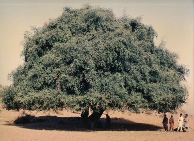 Ziziphus, Berry
Konar
درچک روچے ترندیں رژن سگ ات ۔ درچک گرمیں وھدا تُن سگ ات۔ بلے وتی ساہگ ءَ ٌپہ انسان ءُ حیوان ءَ چیر نہ دنت بگندے ایشاں وش اتک کنت ؛
اکس ءِ زبت کنوک واجہ ایم  اے ٹالپور 
