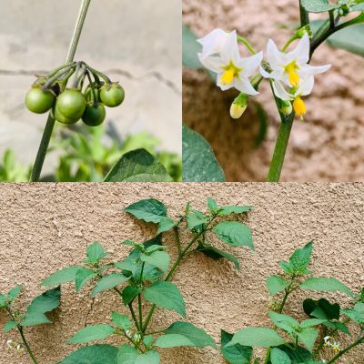 Solanum nigrum

Lillan balok
لیلاں بلوک ادا پُل انت ءُ  بر انت
لیلاں بلوک بہار کاہے - بلوچستان ء دو نمونگیں لیلاں بلوک رودیت یکے زردیں دانگ پر کنت او دومی سیاہیں دانگ پر کنت - اے سیہ دانگ انت - لیلان بلوکے دانگ شرکن انت اشیا مردم ورنت او مُرگ ہم ورنت

