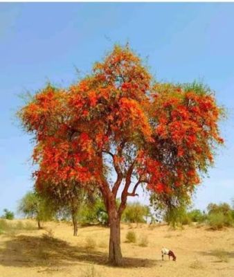 Techomella undulata
Parpok

پرپُک بلوچستان ءِ ڈولدار تریں پُلاں چہ یک ءِ ہمے وڑا اے یک ڈولداریں پُل ءِ ۔ ہمے وڑا اے یک مہکیں ءُ ساھگ داریں درچک ءِ۔ اے زردیں پُل پر کنت کہ عجب بے مٹ ءُ بے درور انت۔ اشیے دار ہم مُہکیں دارے کہ بلوچاں کار گپتگ انت۔
شاعراں پرپُکے پُل ءِ نازُرکی گوں وتی مہگونگے نرم نازرکیں گُلاں تشبیع داتگ انت۔

