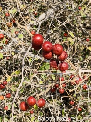 Ziziphus, Berry

Pensin konar
پنس کنر ءِ یک زات ءِ کہ گیشتر کوہ ءُ ڈرّان رود ایت۔ اے باز کنتگی بیت ءُ سرا سِر کپگ نہ بیت ۔ اے مدام بُنژءَ بُنژ انت ۔ اے گیشتر اکتوبر تاں جنوری بر کنت اشیے دانگ کسان انت بلے وشیں بوہ کن انت ءُ شیرکن انت ، ءُ گڈگ ہم مزن انت ۔ وھدے زمانگ ءُ مردمان پنسیں کنر چُپتگ ءُ دوگیں شیر مان کتگ انت کہ ایشانی تام باز وش بوتگ انت ، بلوچستان ءَ مرچی ہم باز انت 
