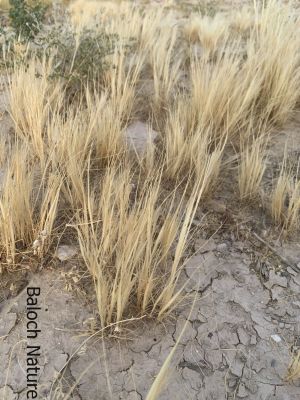 Stipa capensis

Robah-Domb
روباہ - دْمب
روباہ دمب ادا ہُشک انت 
اے یک بھارکاہے ریکپادیں ہند و دمگاں رودیت - کساس دو فٹ ء برز بیت
دراجیں ھوش ء پر کنت و حوش ء ریشگ پر بیت
ھوش ء چو روباہ ء دمب ء وڈا انت - چمیشکا روباہ دمب ء گوشنت
