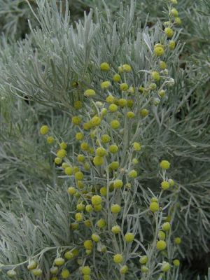 Artemisia arborescens
Artemisia 
اگاں اے درچکے بلوچی نام ءَ زانے کومنٹ بدے ات شمے منت وار بیں چونایا اے بلوچستان ءِ بالائی ھند و دمگاں رودیت 
