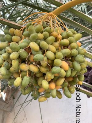 Mach rang
Mach rang 
ادا مچ رنگ انت۔ شُمے نیمگ ءَ چے گش انت؟

