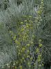 Artemisia_arborescens.jpg