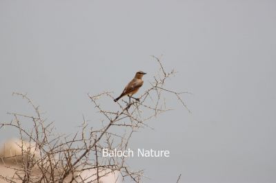  Pied Wheatear
سولاں سروک
Solan Sarokk
سولاں سروک کسانیں بالی مُرگ ءِ کہ گیشتر جنگل ءُ کوہ ءُ ڈرراں گردیت ۔ اے کٹگ ، بالو ءُ دگہ انچیں کسانیں کرم لولوک گپت وارت ۔ اے گیشتر بلوچستاں کسانیں سولانی 
سرا بزاں بُرز تری جاگہا نندایت دور دور شکار شوہاز کنت۔ چمیشکا سولاں سروک نام کپتگ، اے بوت کنت کہ بلوچستان ءِ دگہ ھنداں اشیے نام دگہ بہ بیت ۔
